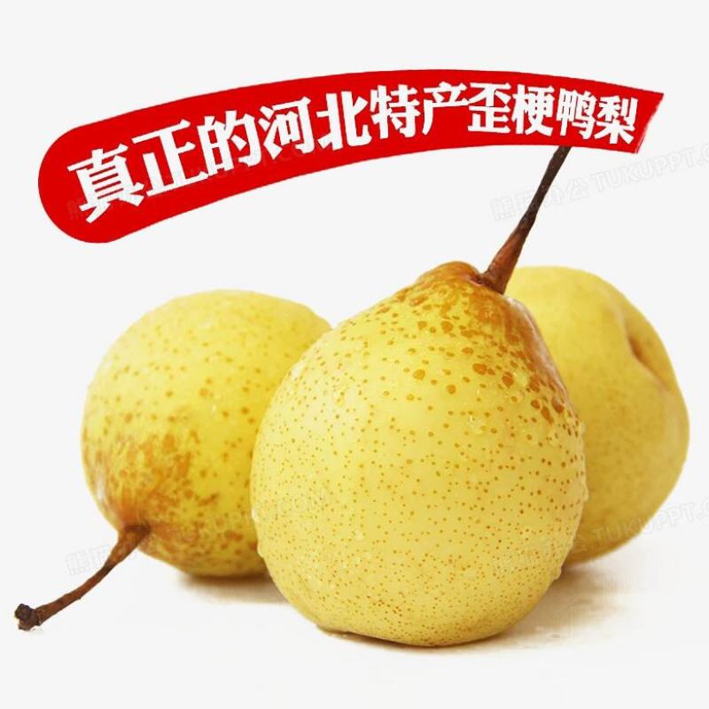 河北水晶鸭梨产地直供对接市场批发电商平台团购