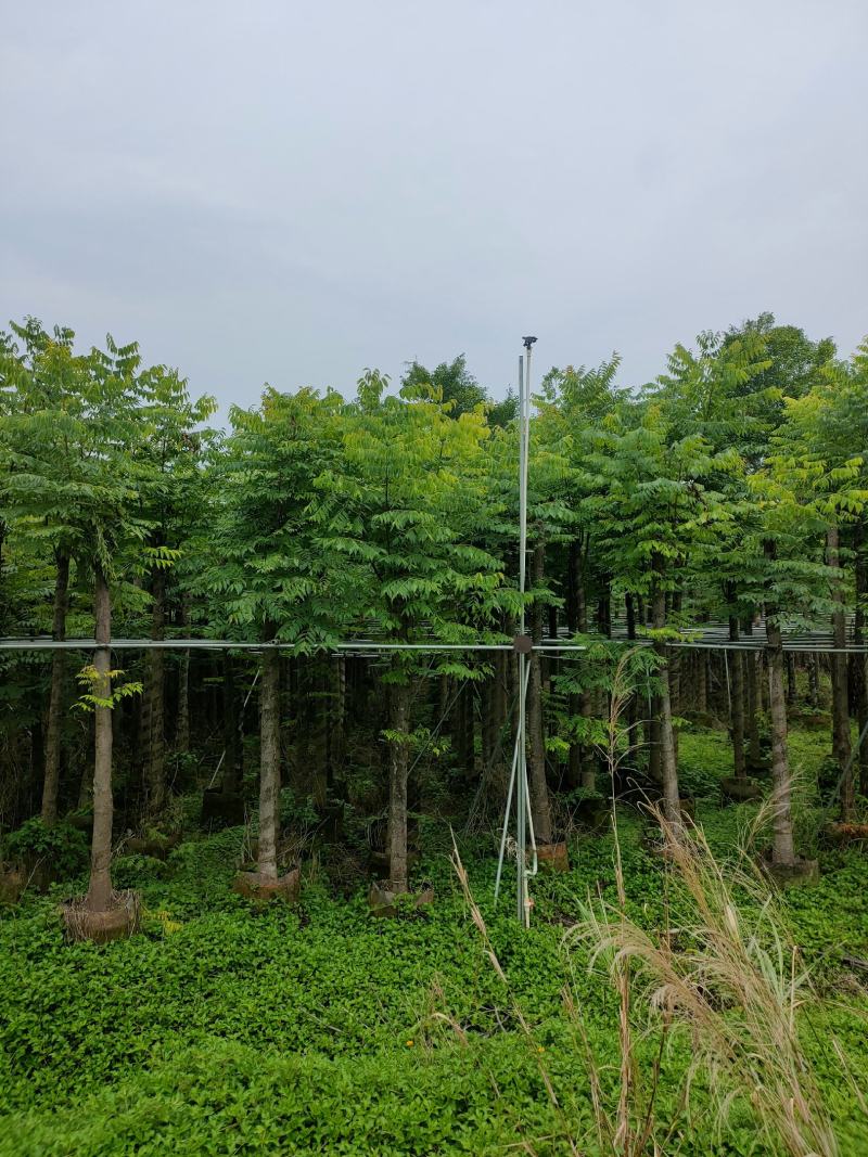 8-12公分栾树
