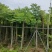 8-12公分栾树