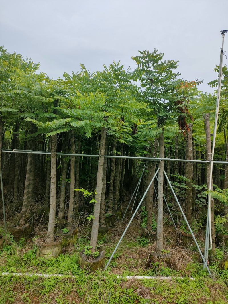 8-12公分栾树