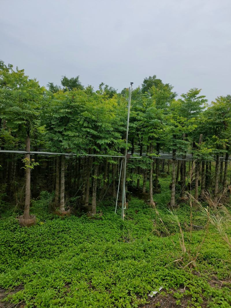 8-12公分栾树