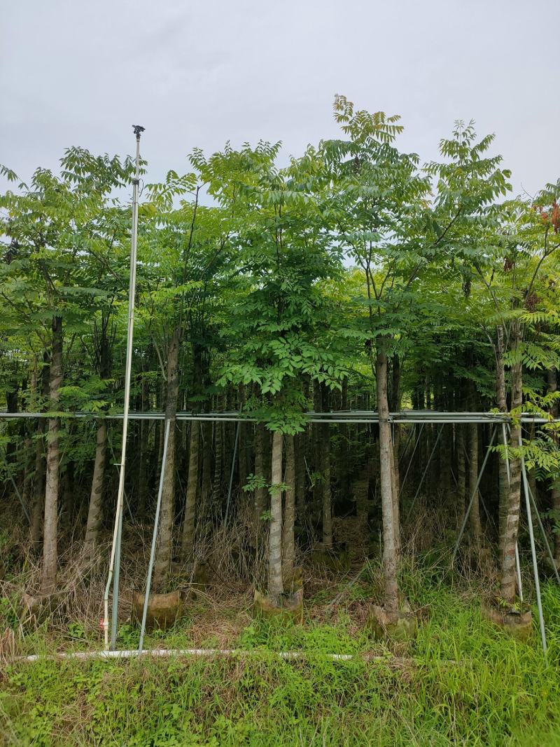 8-12公分栾树