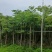 8-12公分栾树