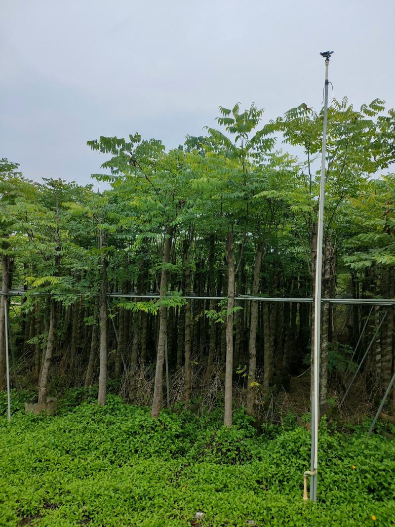 8-12公分栾树