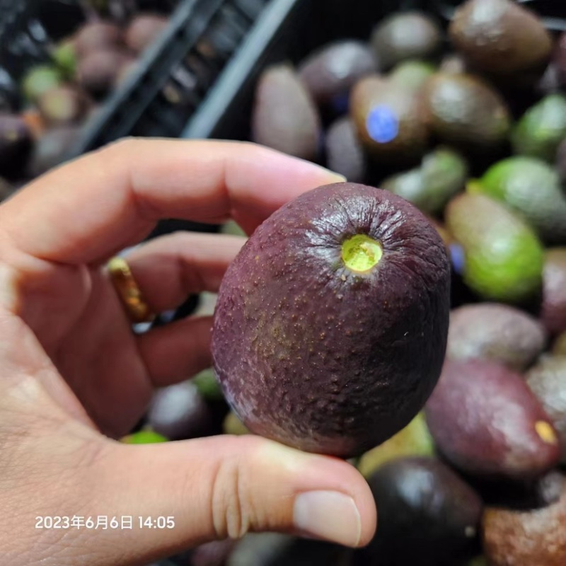 秘鲁牛油果小果