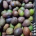 秘鲁牛油果小果
