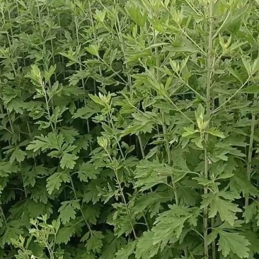 只卖新鲜艾草