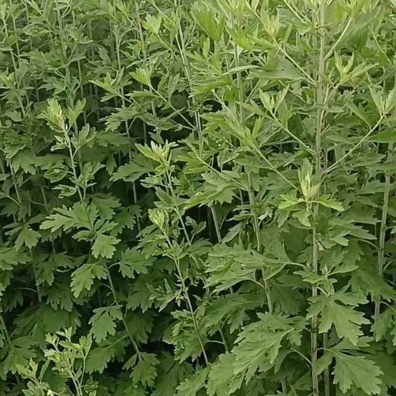 只卖新鲜艾草