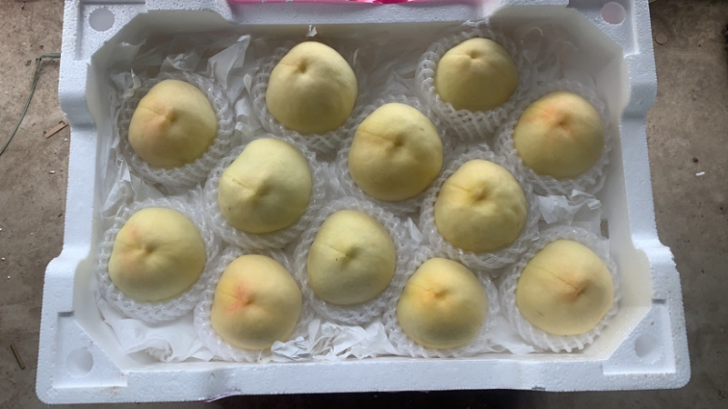 白桃白凤新沂水蜜桃产地直发，专业代办，批发，整车，空运