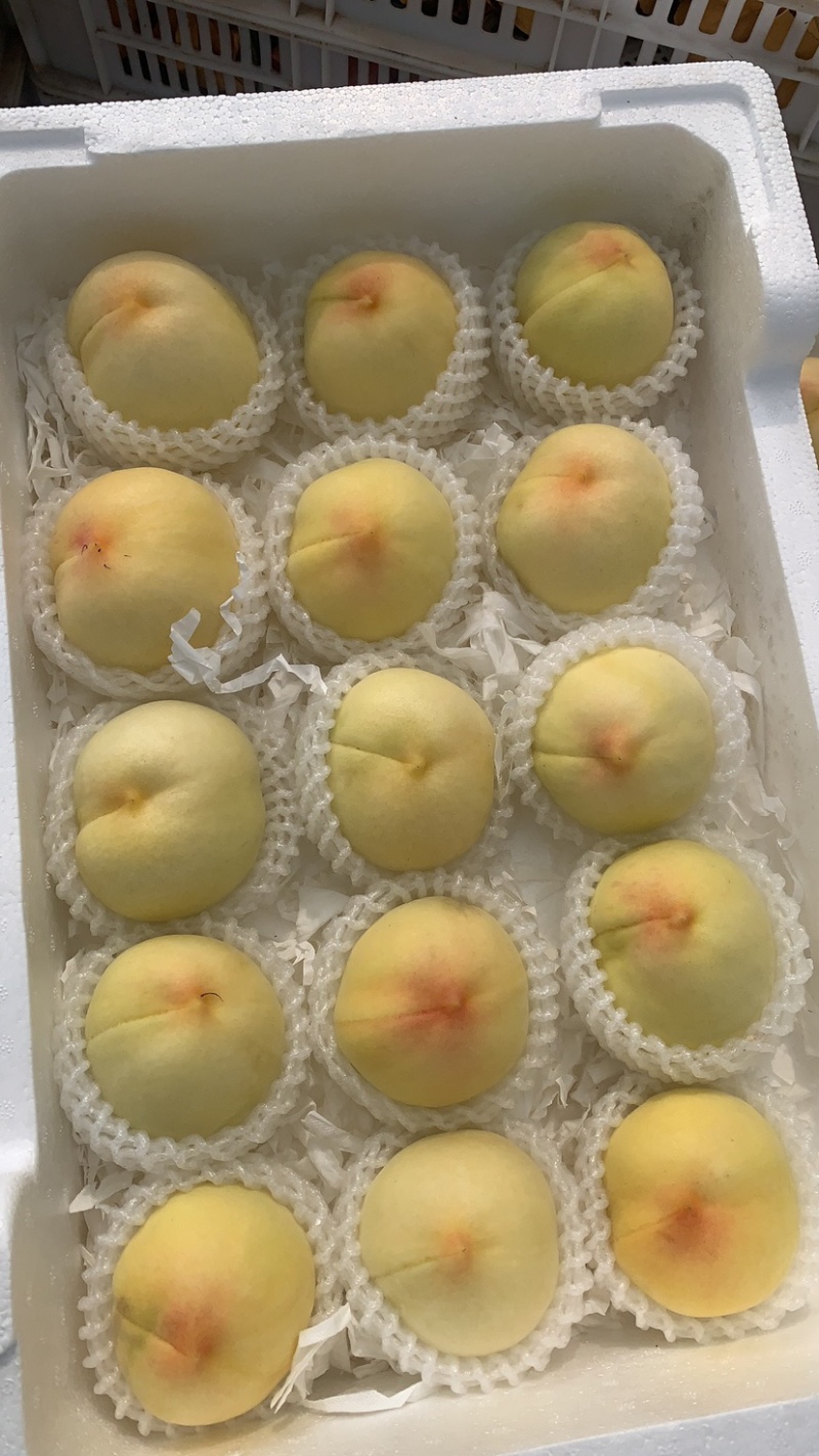 白桃白凤新沂水蜜桃产地直发，专业代办，批发，整车，空运