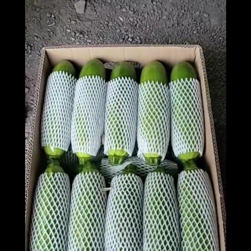 精品角瓜大量上市