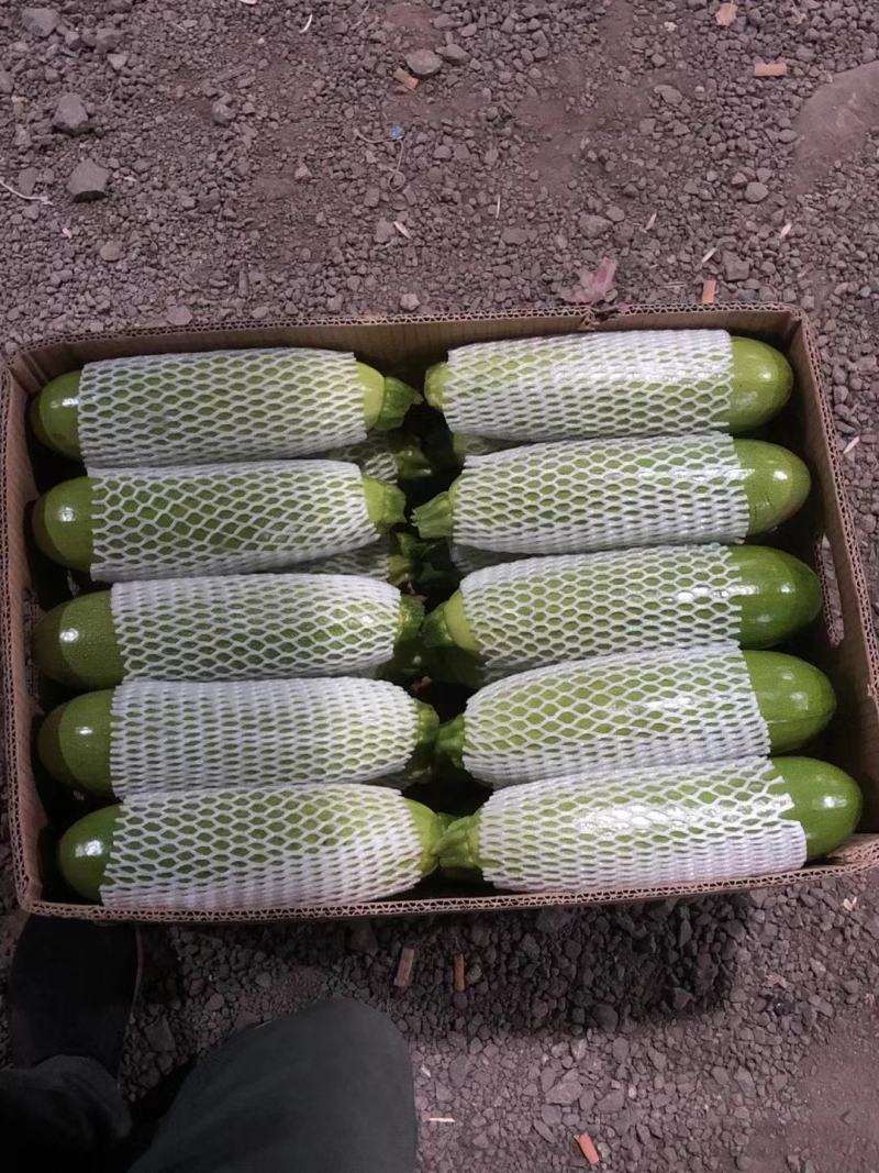 精品角瓜大量上市