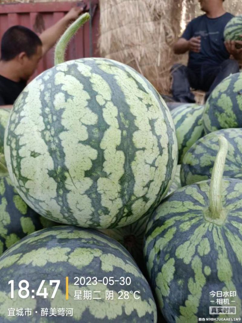头茬美都西瓜湖北西瓜襄阳西瓜无籽美都麒麟瓜包熟包甜