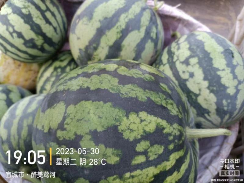 头茬美都西瓜湖北西瓜襄阳西瓜无籽美都麒麟瓜包熟包甜