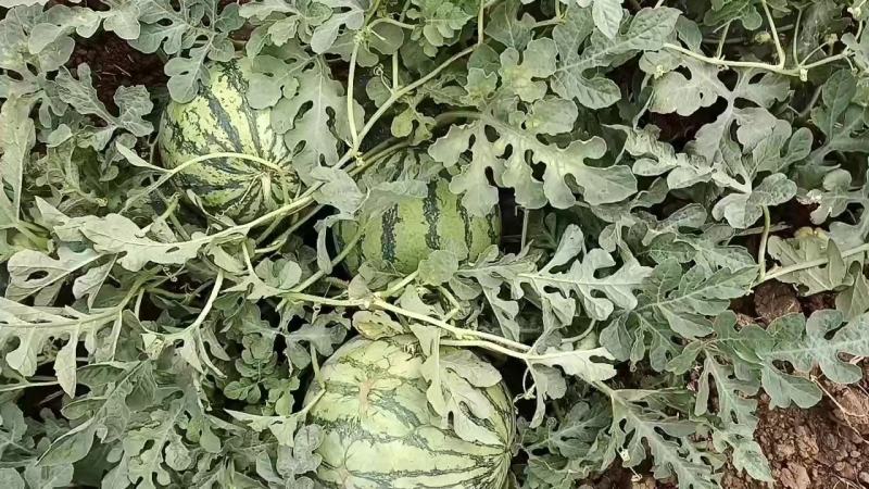 头茬美都西瓜湖北西瓜襄阳西瓜无籽美都麒麟瓜包熟包甜