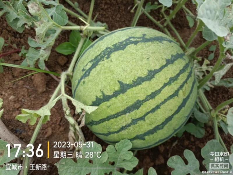头茬美都西瓜湖北西瓜襄阳西瓜无籽美都麒麟瓜包熟包甜
