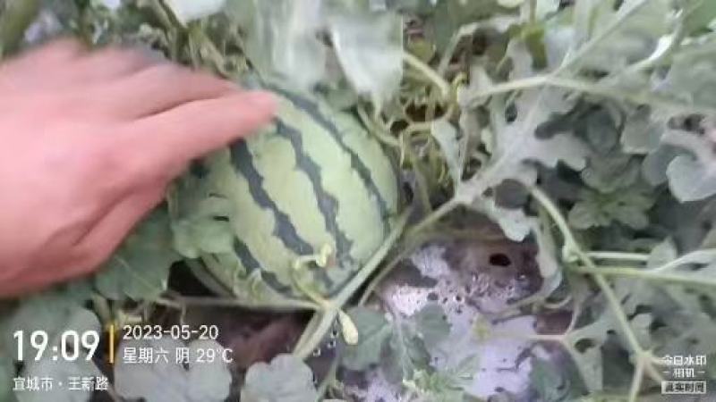 头茬美都西瓜湖北西瓜襄阳西瓜无籽美都麒麟瓜包熟包甜