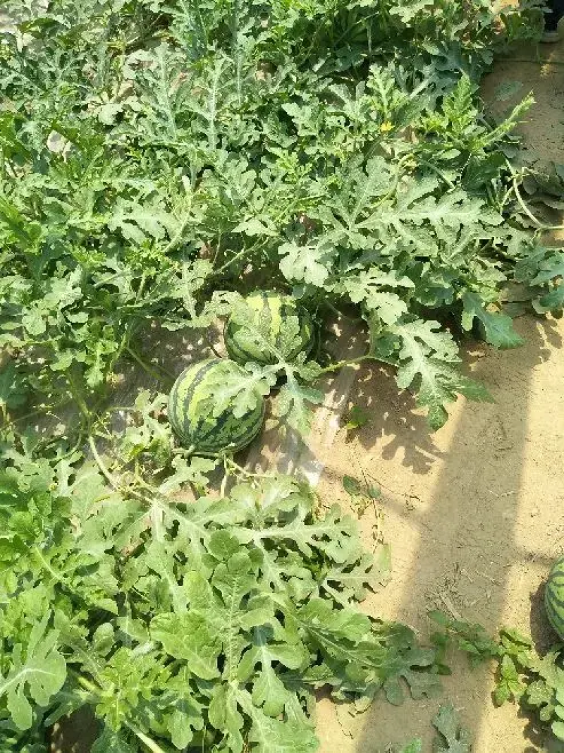 头茬美都西瓜湖北西瓜襄阳西瓜无籽美都麒麟瓜包熟包甜