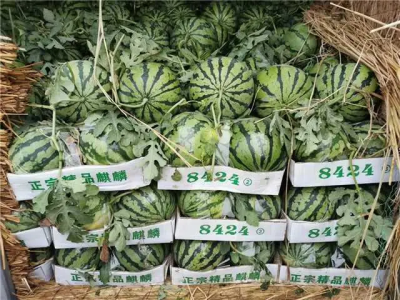 头茬美都西瓜湖北西瓜襄阳西瓜无籽美都麒麟瓜包熟包甜