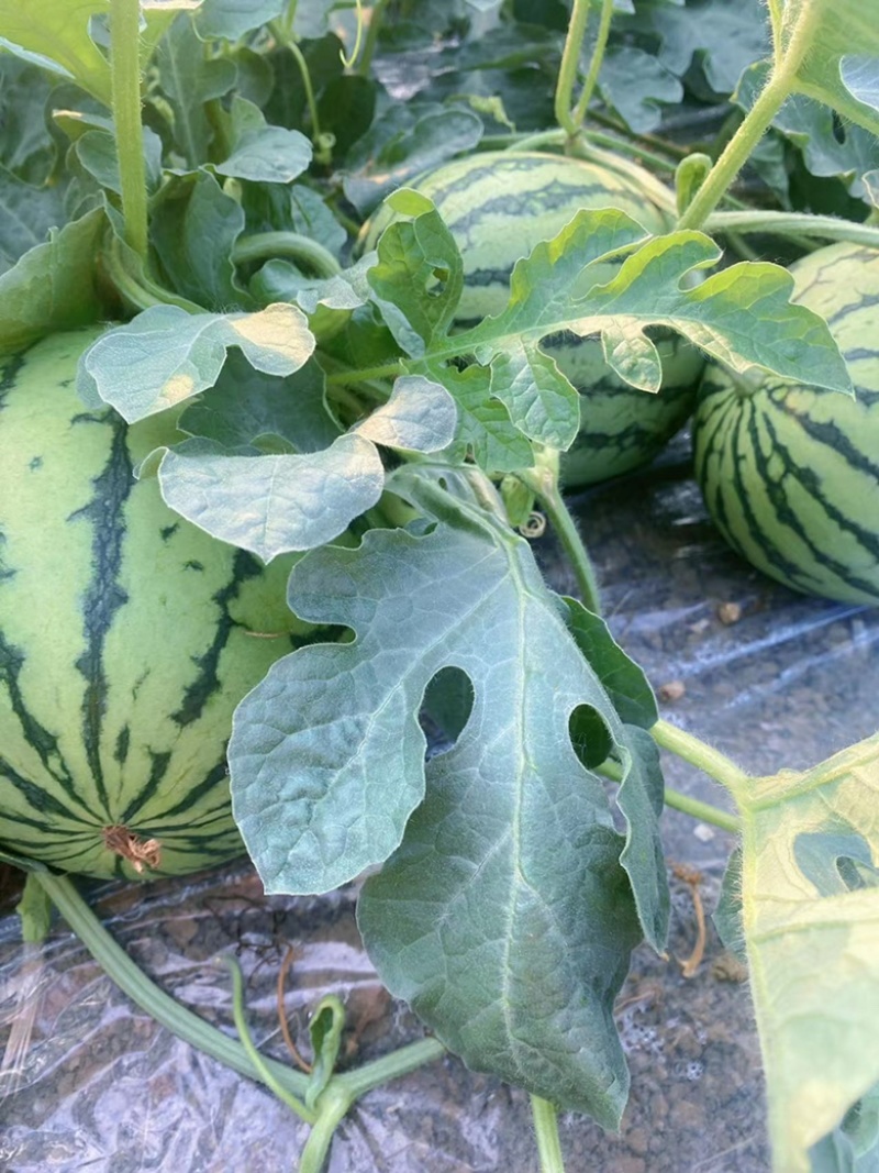 头茬无子西瓜精心种植至上品质货源充足