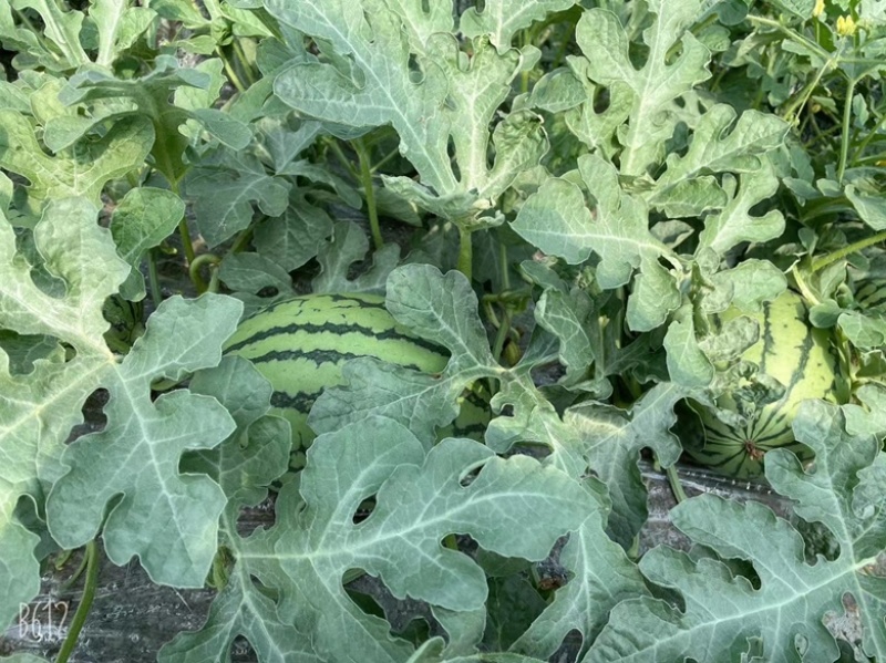 头茬无子西瓜精心种植至上品质货源充足