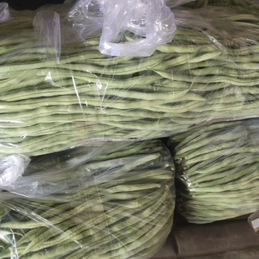 精品豆王大量上市