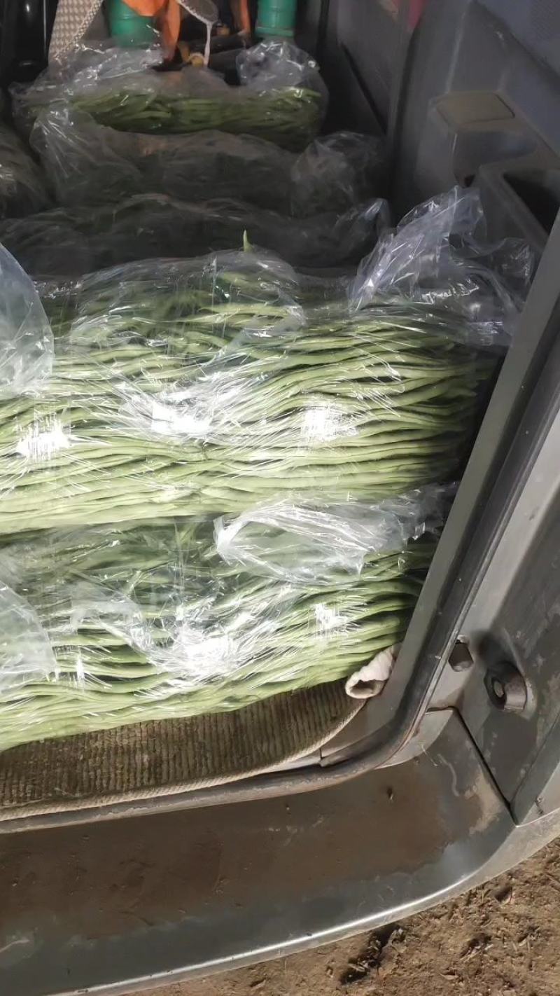 精品豆王大量上市