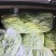 精品豆王大量上市