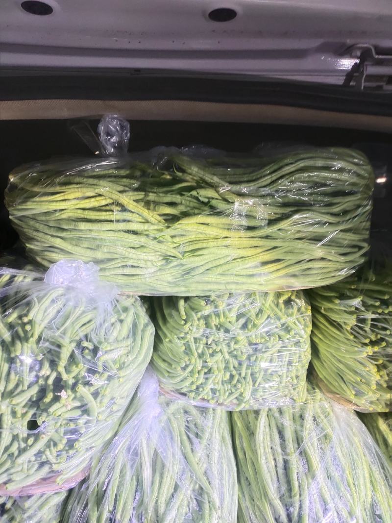 精品豆王大量上市