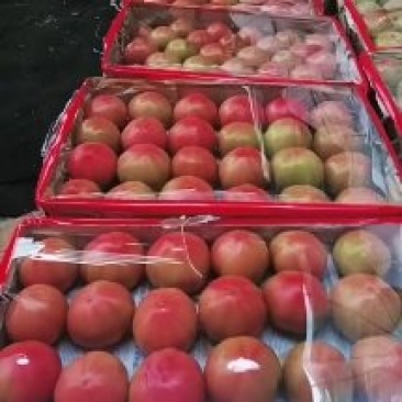 精品西红柿大量上市