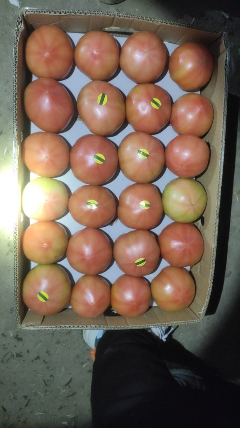 精品西红柿大量上市
