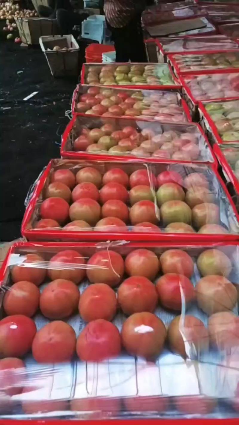 精品西红柿大量上市