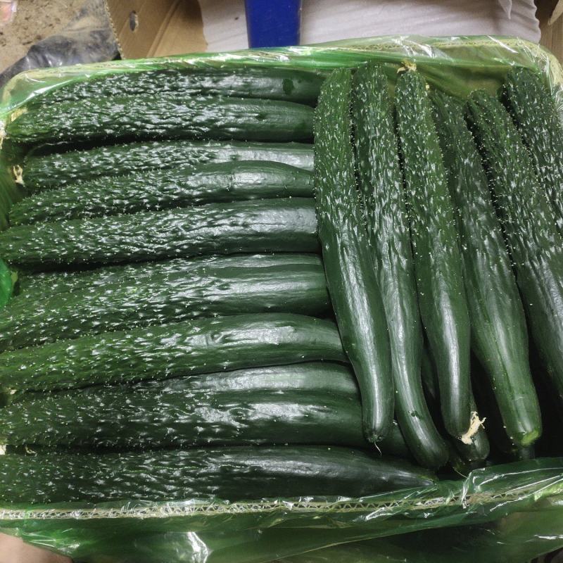 精品黄瓜大量上市