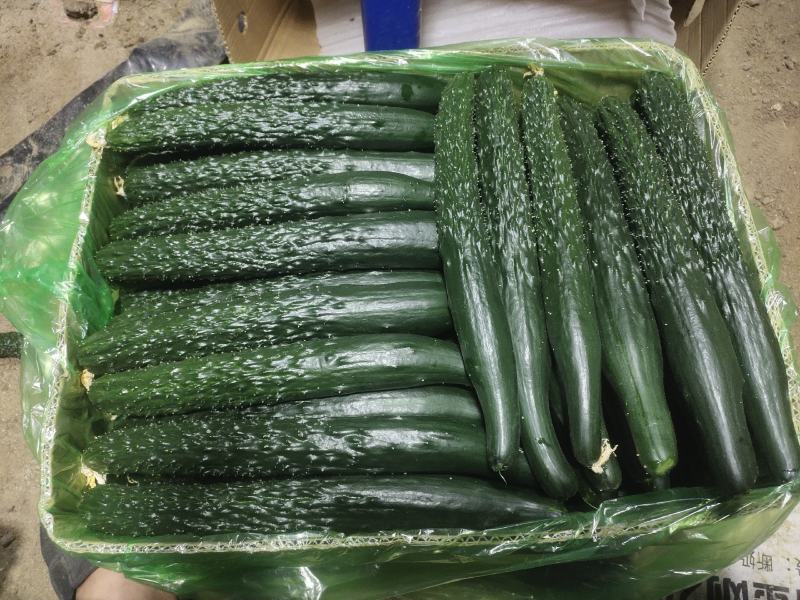 精品黄瓜大量上市