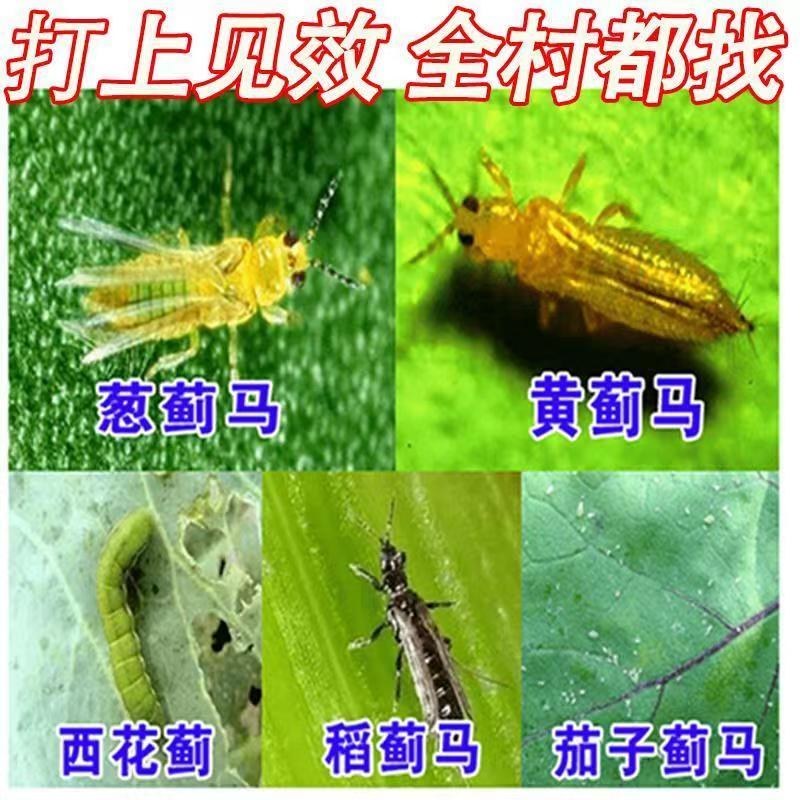 抗性蓟马专用药虫卵通杀草莓黄瓜豆角辣椒通用助剂杀虫杀蓟马