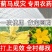 抗性蓟马专用药虫卵通杀草莓黄瓜豆角辣椒通用助剂杀虫杀蓟马
