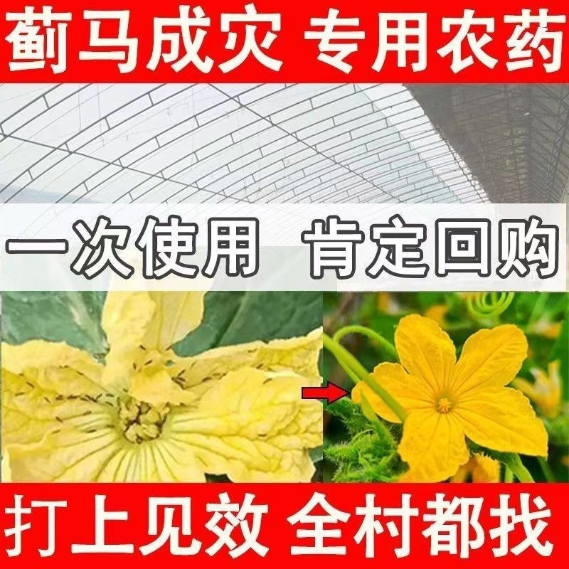 抗性蓟马专用药虫卵通杀草莓黄瓜豆角辣椒通用助剂杀虫杀蓟马