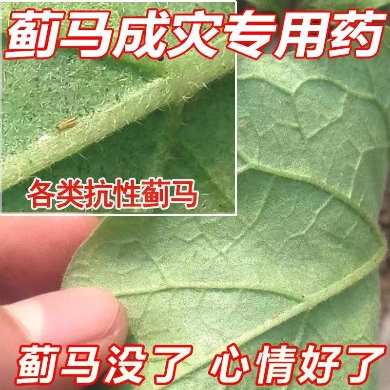 抗性蓟马专用药虫卵通杀草莓黄瓜豆角辣椒通用助剂杀虫杀蓟马
