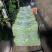 精品白豆大量上市