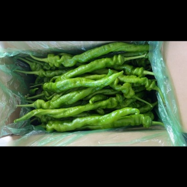 精品螺丝椒大量上市