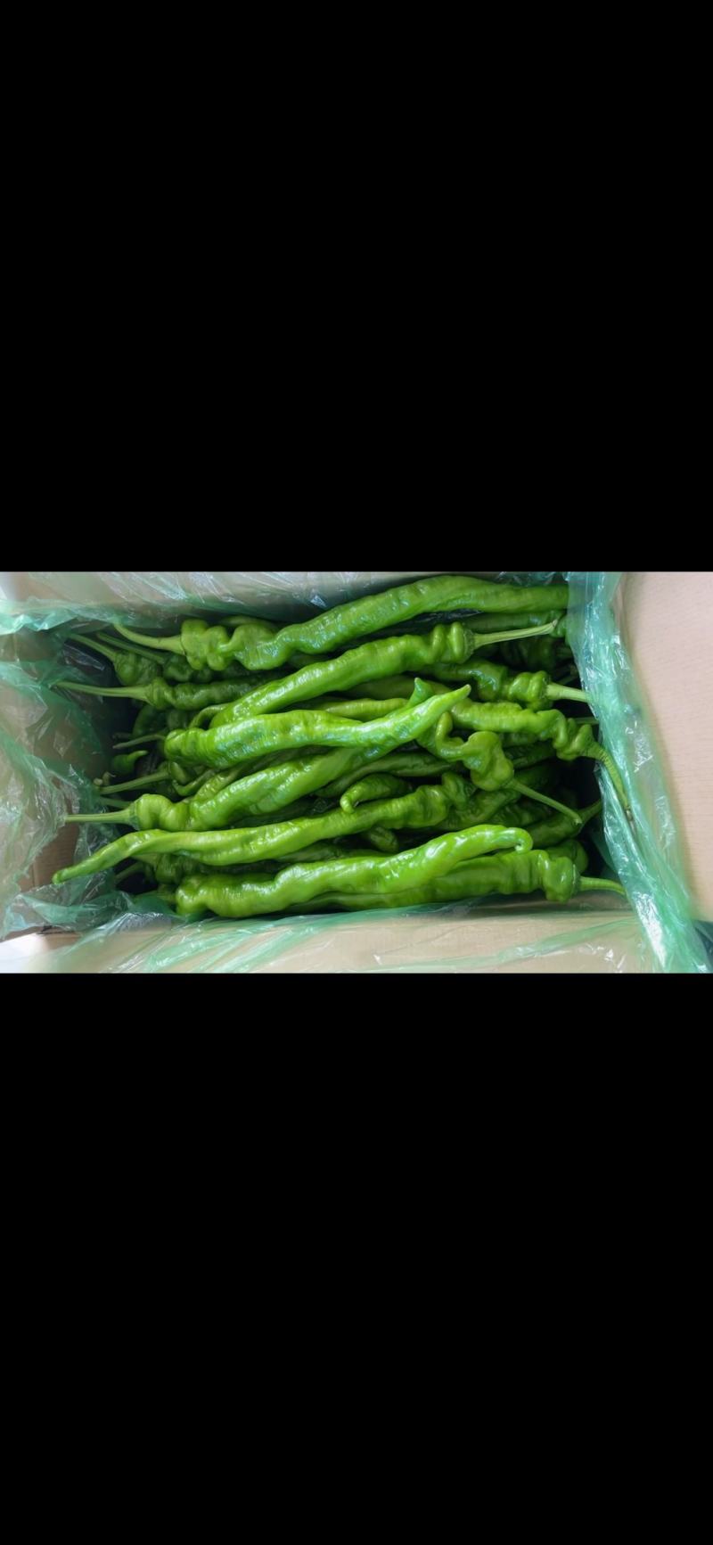 精品螺丝椒大量上市