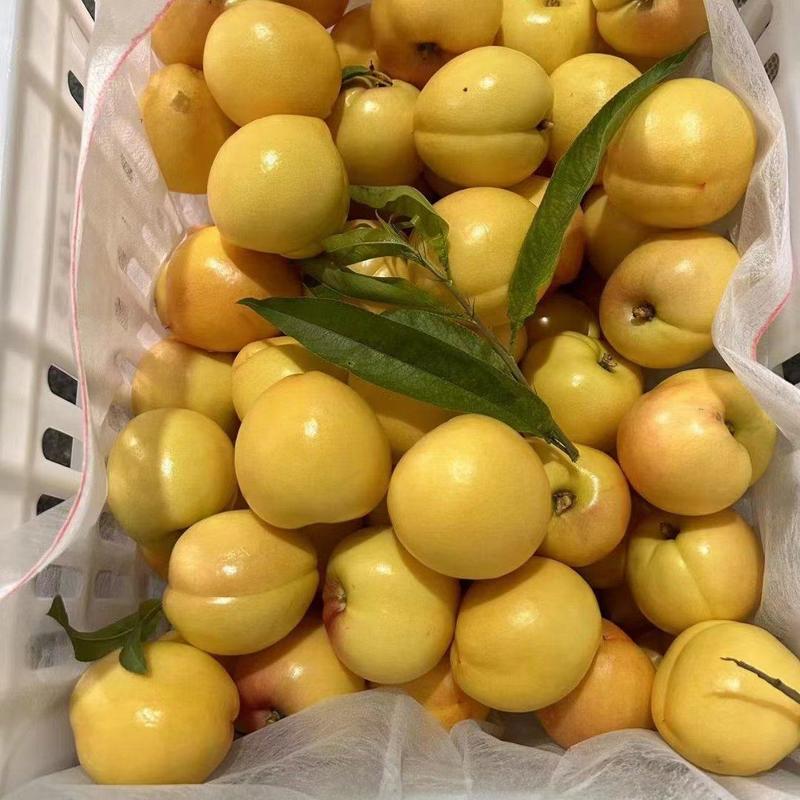 【商家推荐】黄金油桃大量现货产地直销现摘现发