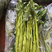 旱改水项目广西玉林博白县现有大量空心菜苗出售！