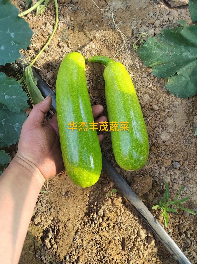 拱棚绿皮西葫芦，条形好，颜色绿，产地直发，价格从优