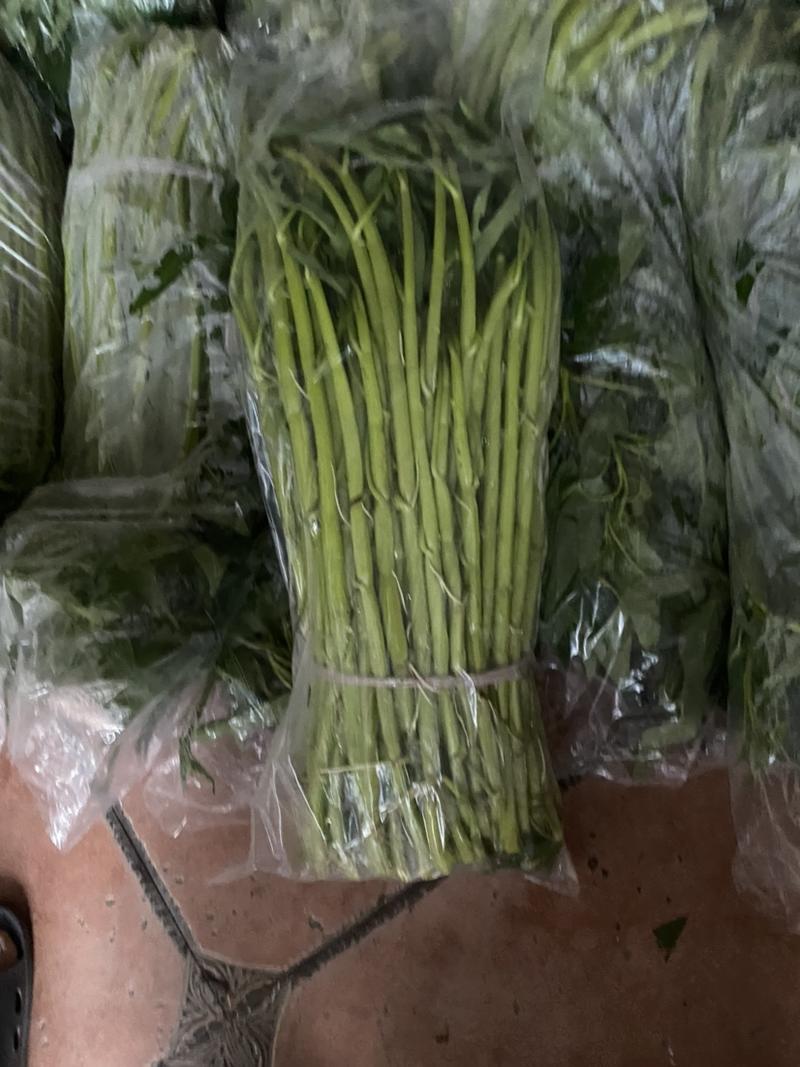 旱改水项目广西玉林博白县现有大量空心菜苗出售！