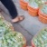 蜂糖李原产地直发现摘现发。