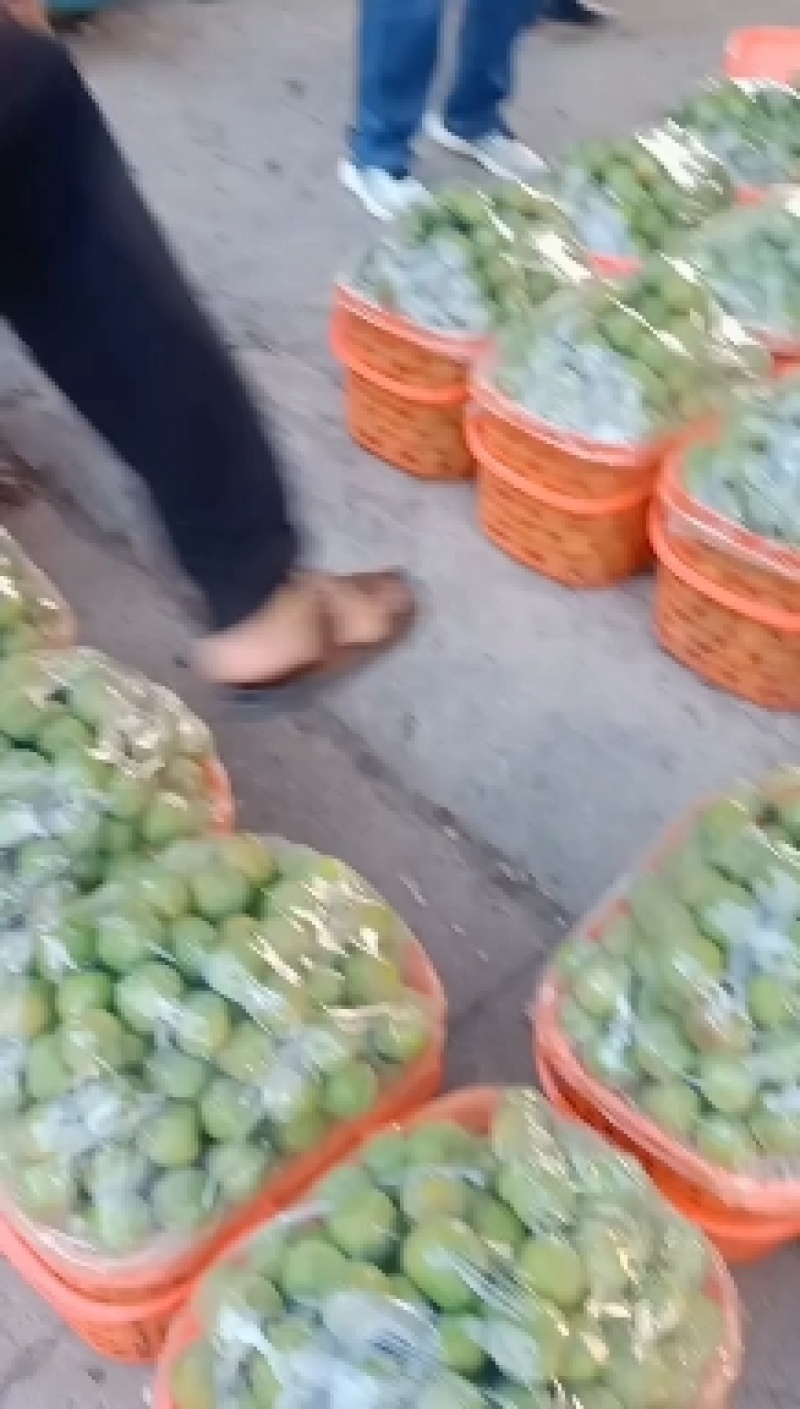 蜂糖李原产地直发现摘现发。