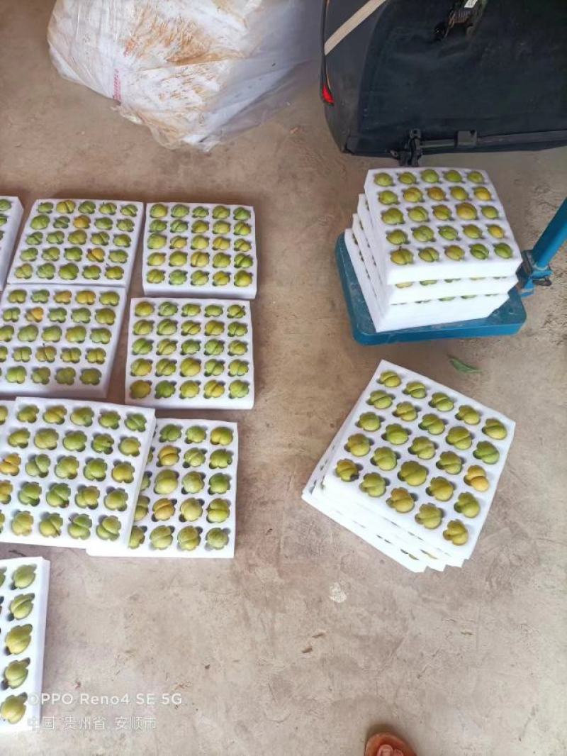 蜂糖李原产地直发现摘现发。