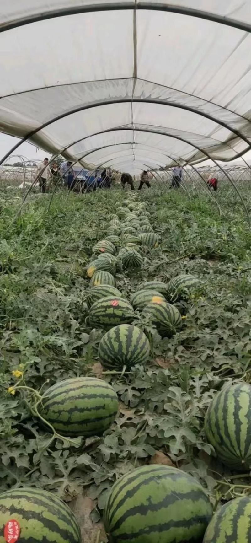 【热卖】陕西有籽甜王西瓜糖度13以上产地直发品质保