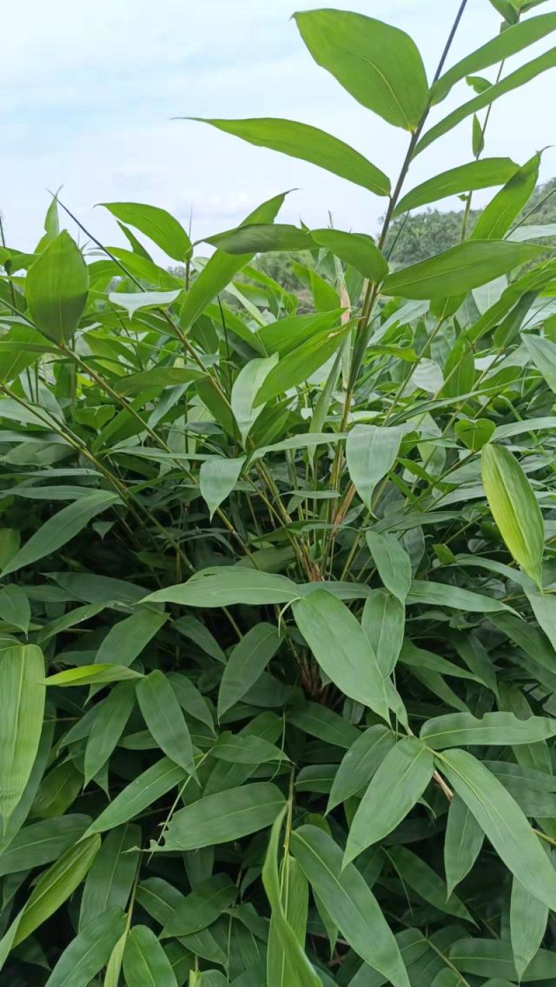 粽叶新品现货供应量大价优